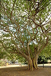 Photography #29: exotic tree