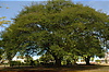 Photography #31: gigantic tree