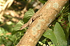 Photography #33: offshore lizard