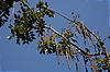 Photography #41: sausage tree 0016