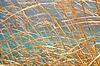 Photography #35: 530 golden grass on the sea shore