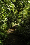 Photography #2: 110 the path through tropical forest