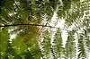 Photography #3: 120 tropical plants close to sky