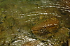 Photography #22: 560 nature mirror in the waterfall pool