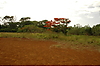 Photography #2: 011 red tree red ground