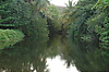  The Penrice water falls in Caribbean - wild palms at dominica river  