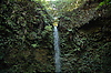 Photography #10: 245 plants grow on green cliff wall